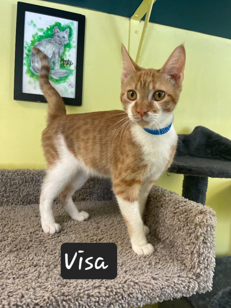 Enlarge Visa, a Adoptable mixed breed in Maumelle, AR image 4/4