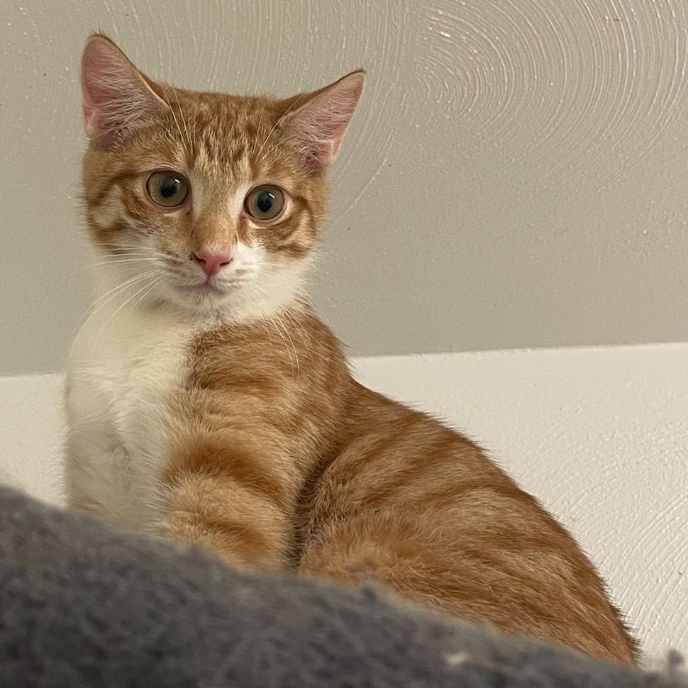 Enlarge Ben, a Adoptable Domestic Short Hair in Indiana, PA image 1/5