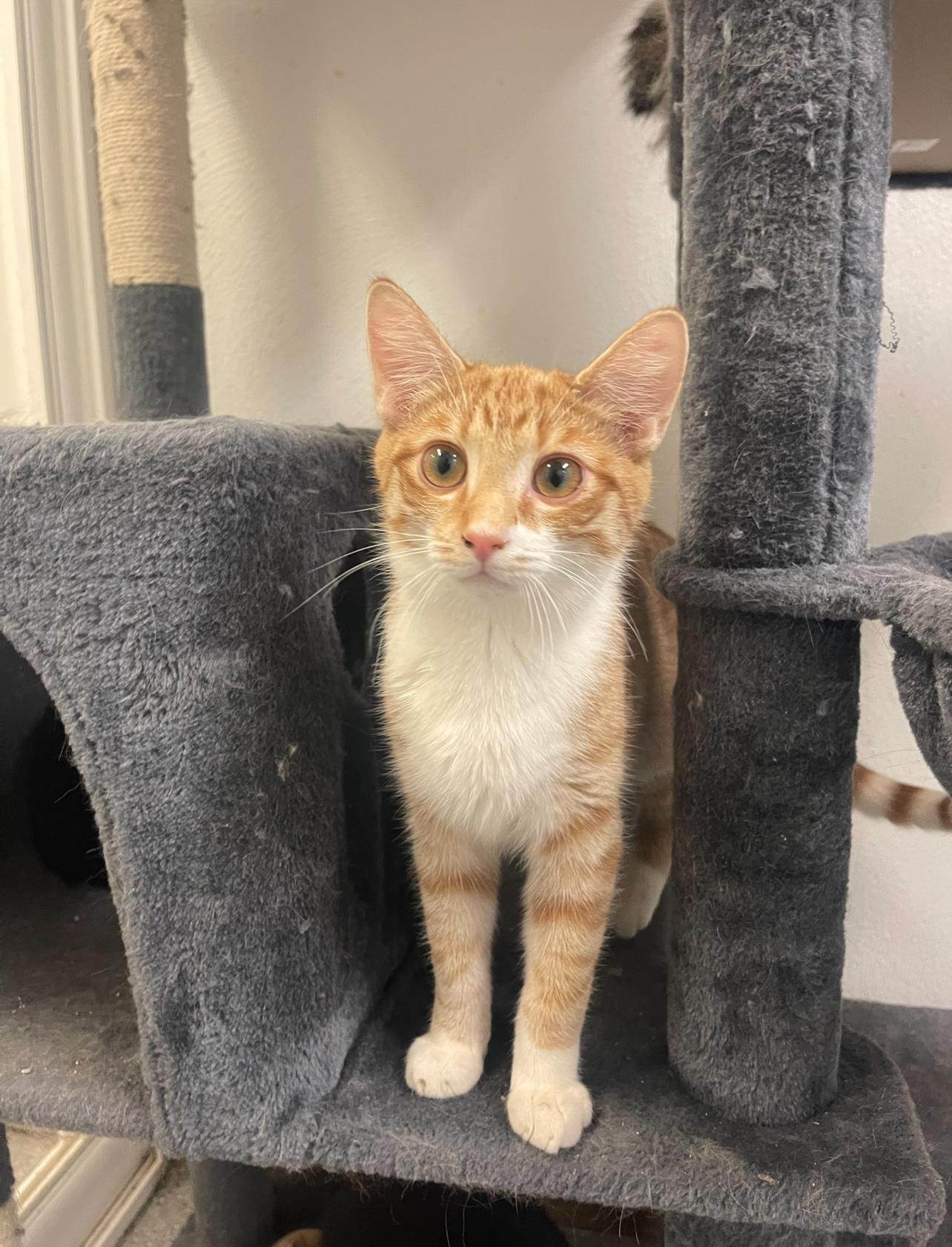 Enlarge Ben, a Adoptable Domestic Short Hair in Indiana, PA image 3/5