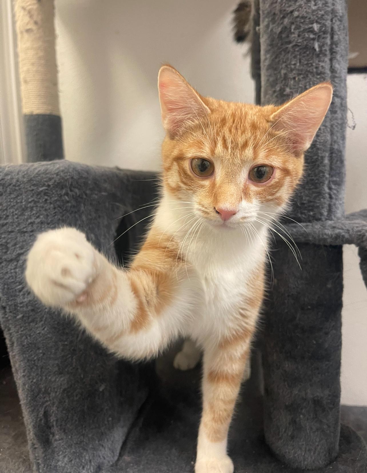 Enlarge Ben, a Adoptable Domestic Short Hair in Indiana, PA image 4/5