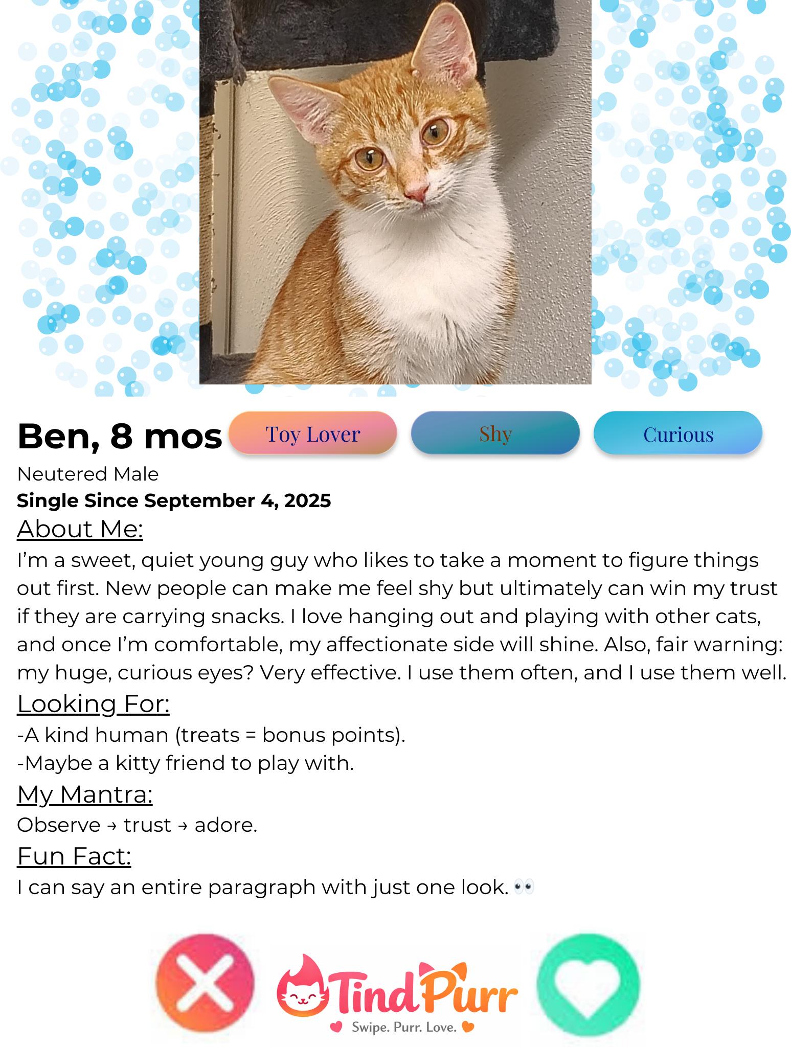 Enlarge Ben, an adopted Domestic Short Hair in Indiana, PA image 2/6