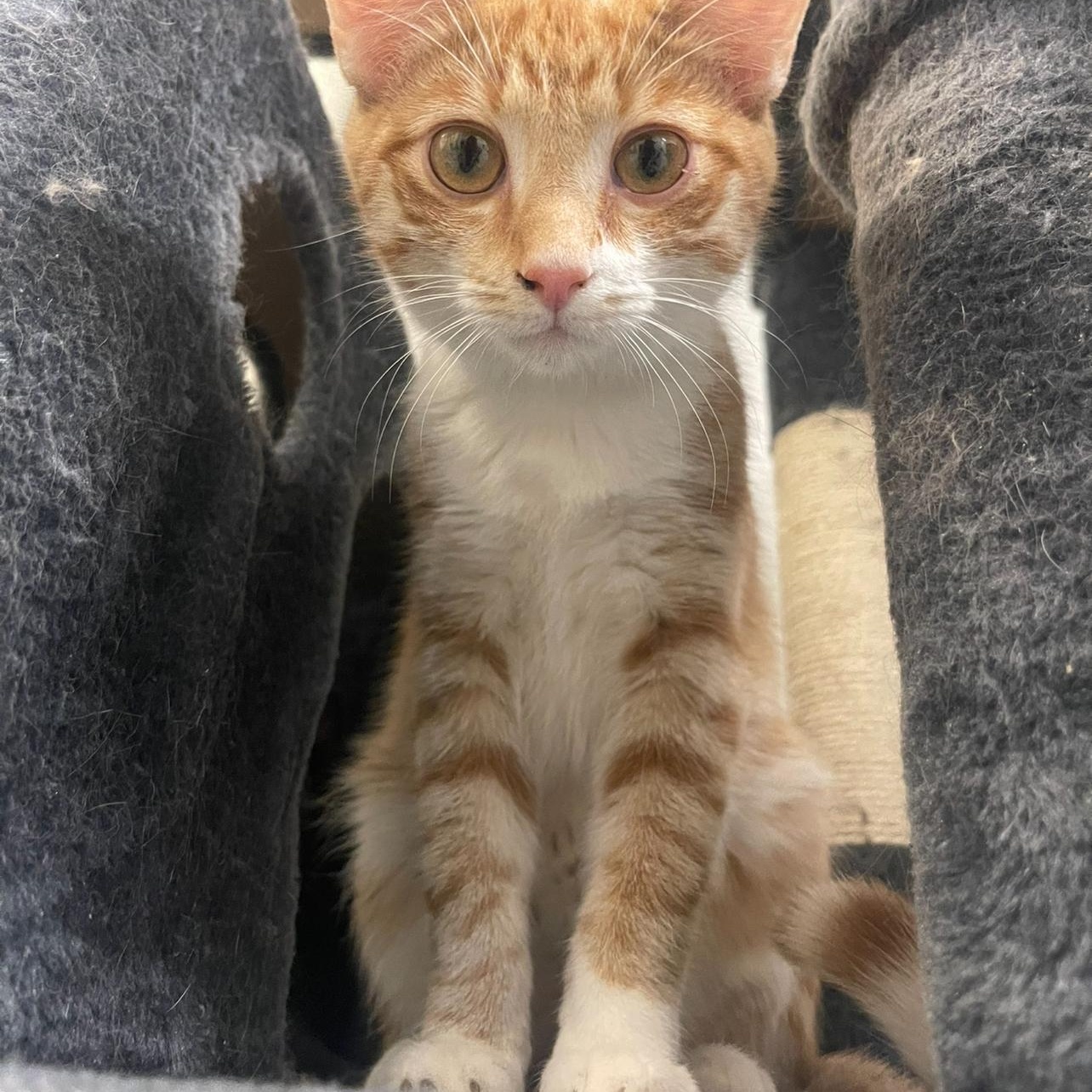 Enlarge Ben, a Adoptable Domestic Short Hair in Indiana, PA image 5/5