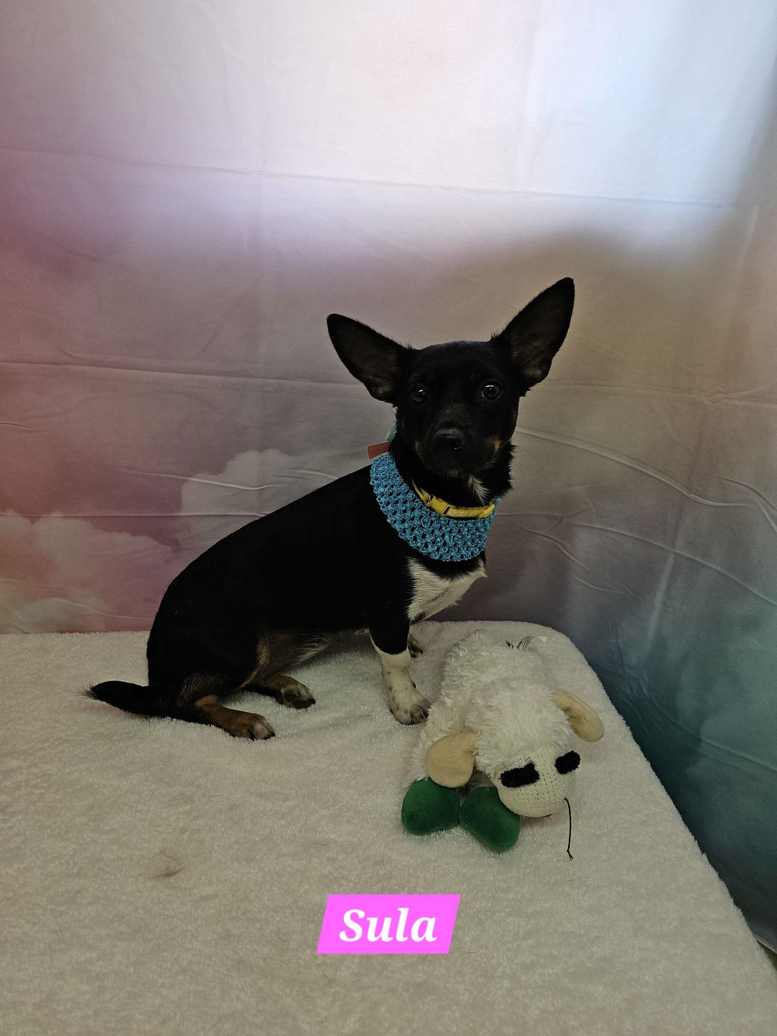 Sula, Adoptable, Adult Female Miniature Pinscher.