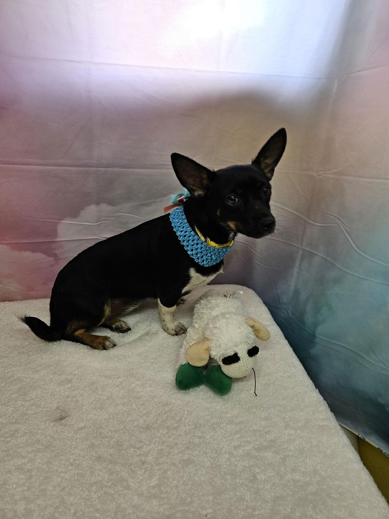 Enlarge Sula, a Adoptable mixed breed in Metairie, LA image 2/2