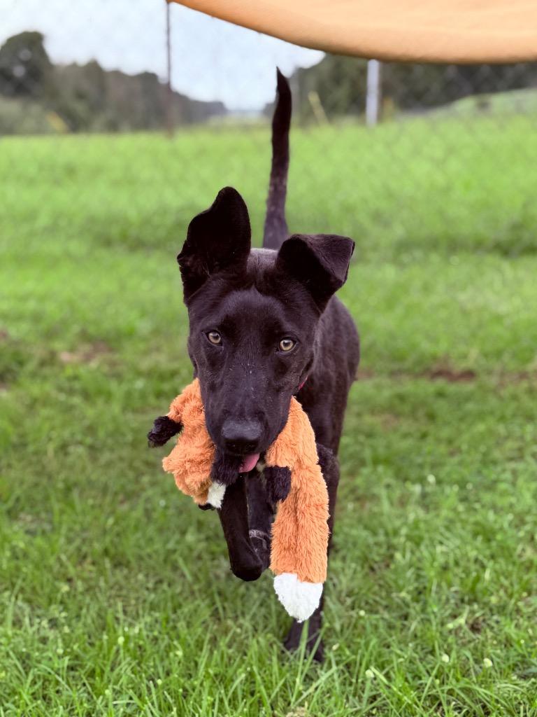 Kita, Adoptable, Adult Female Shepherd.