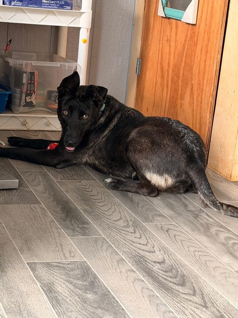 Enlarge Kita, a Adoptable Shepherd in Nashville, GA image 3/6
