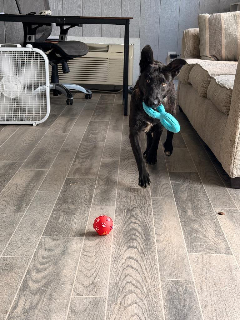 Enlarge Kita, a Adoptable Shepherd in Nashville, GA image 5/6