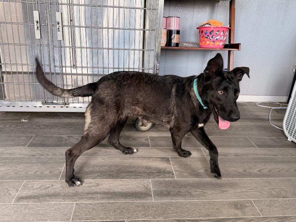 Enlarge Kita, a Adoptable Shepherd in Nashville, GA image 6/6