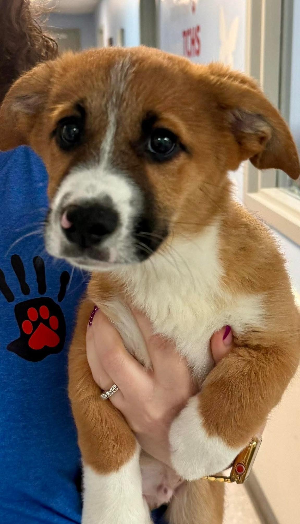 Enlarge Thistle, an adopted Corgi in New Philadelphia, OH image 1/1