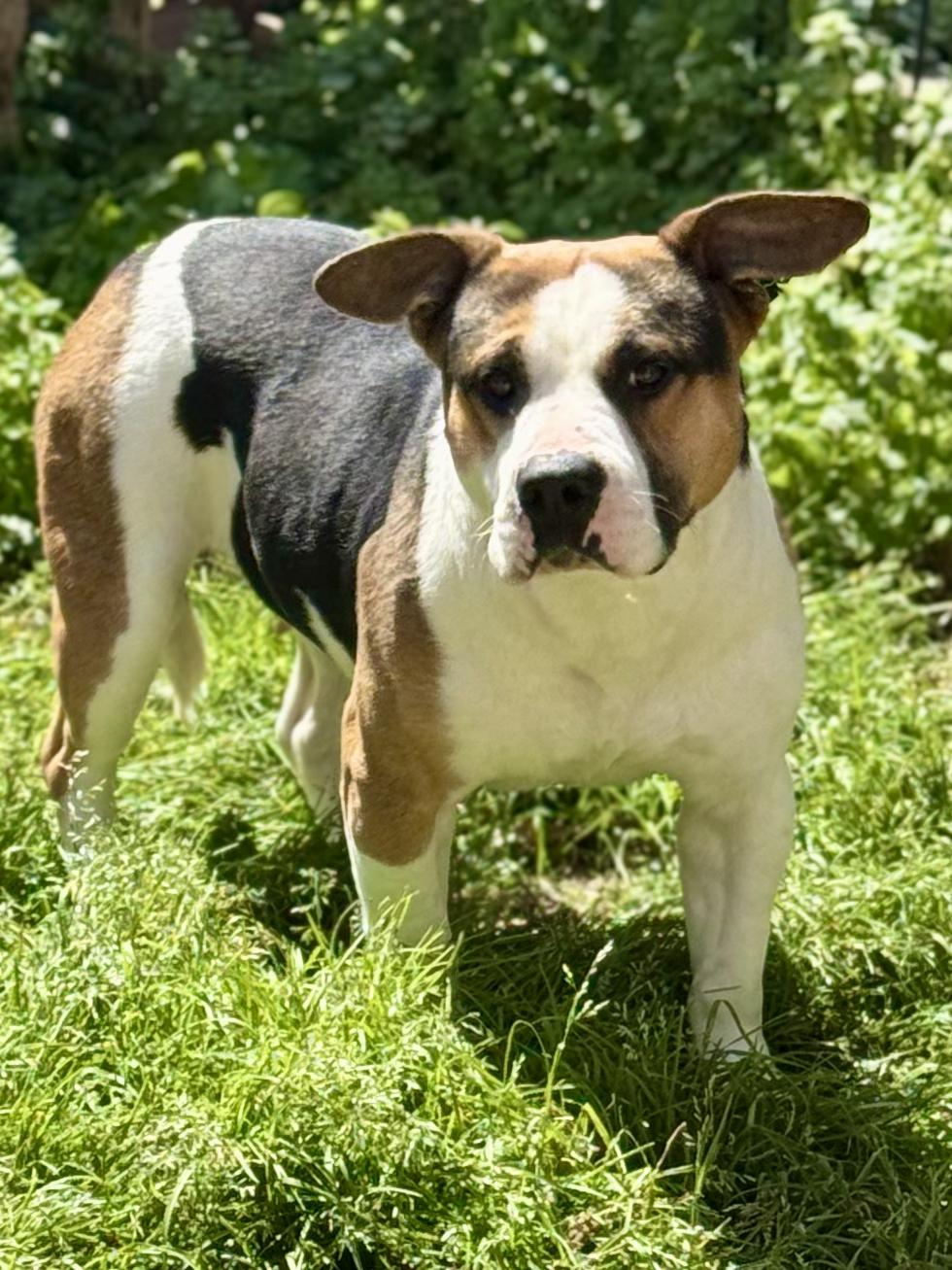 Gypsy - (Scott-Fostered in TN) , a ADOPTABLE mixed breed in Brooklyn, CT image 2/2