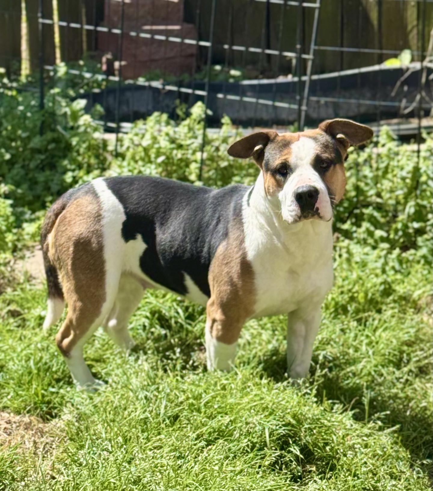 Gypsy - (Scott-Fostered in TN) , ADOPTABLE, Adult Female Beagle & American Bully.