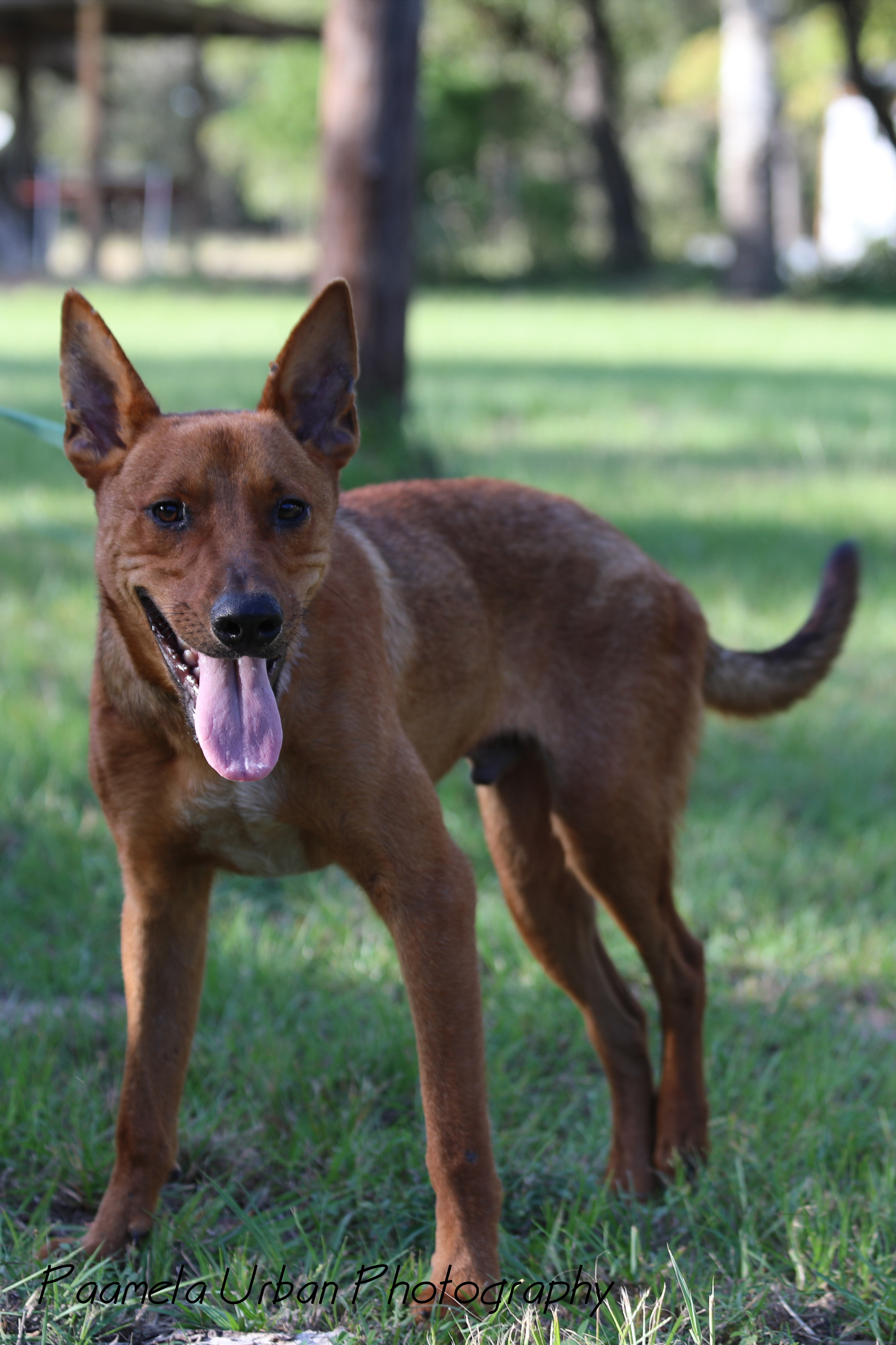 Tuck, Adoptable, Young Male Australian Cattle Dog / Blue Heeler.