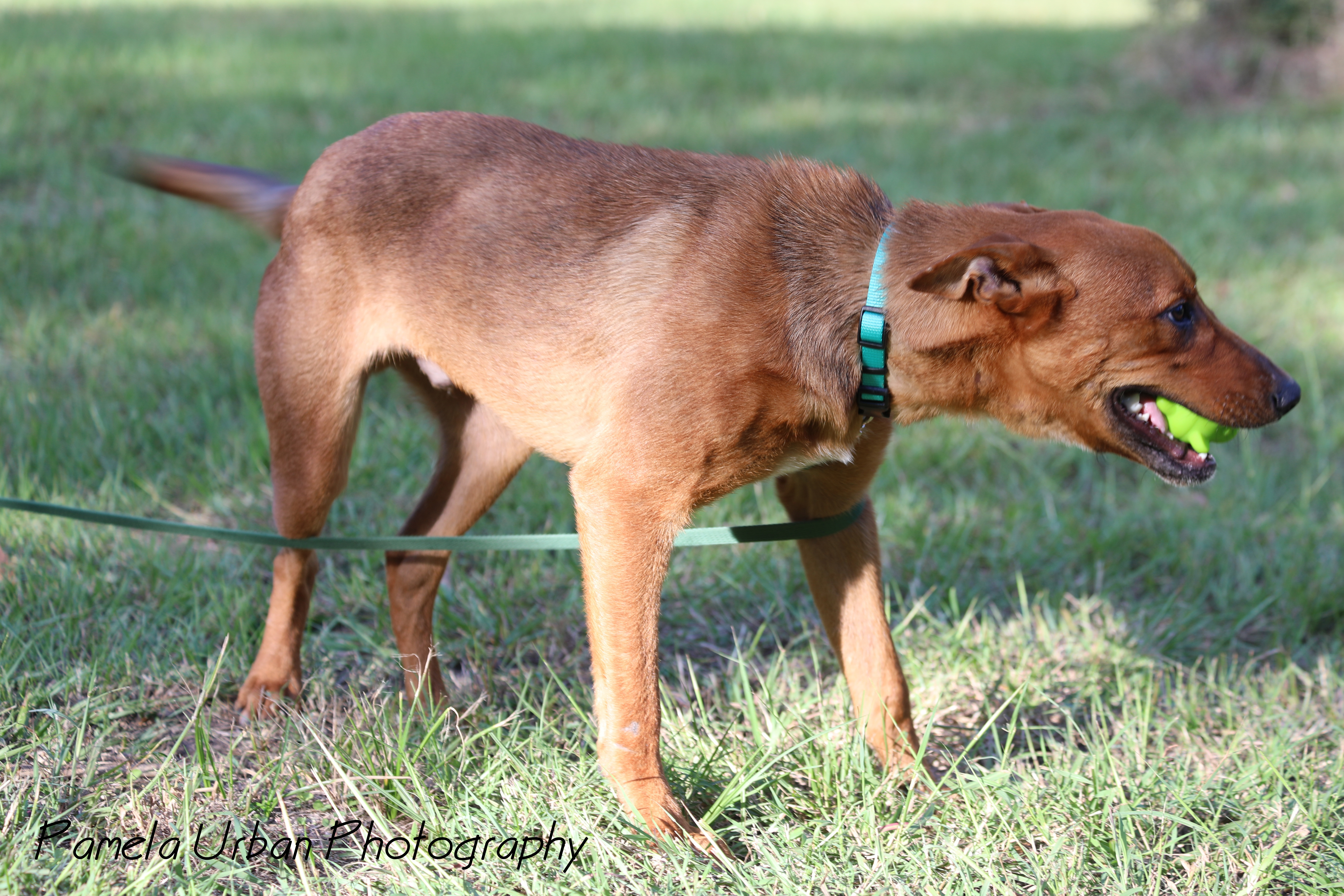 Tuck, Adoptable, Young Male Australian Cattle Dog / Blue Heeler.