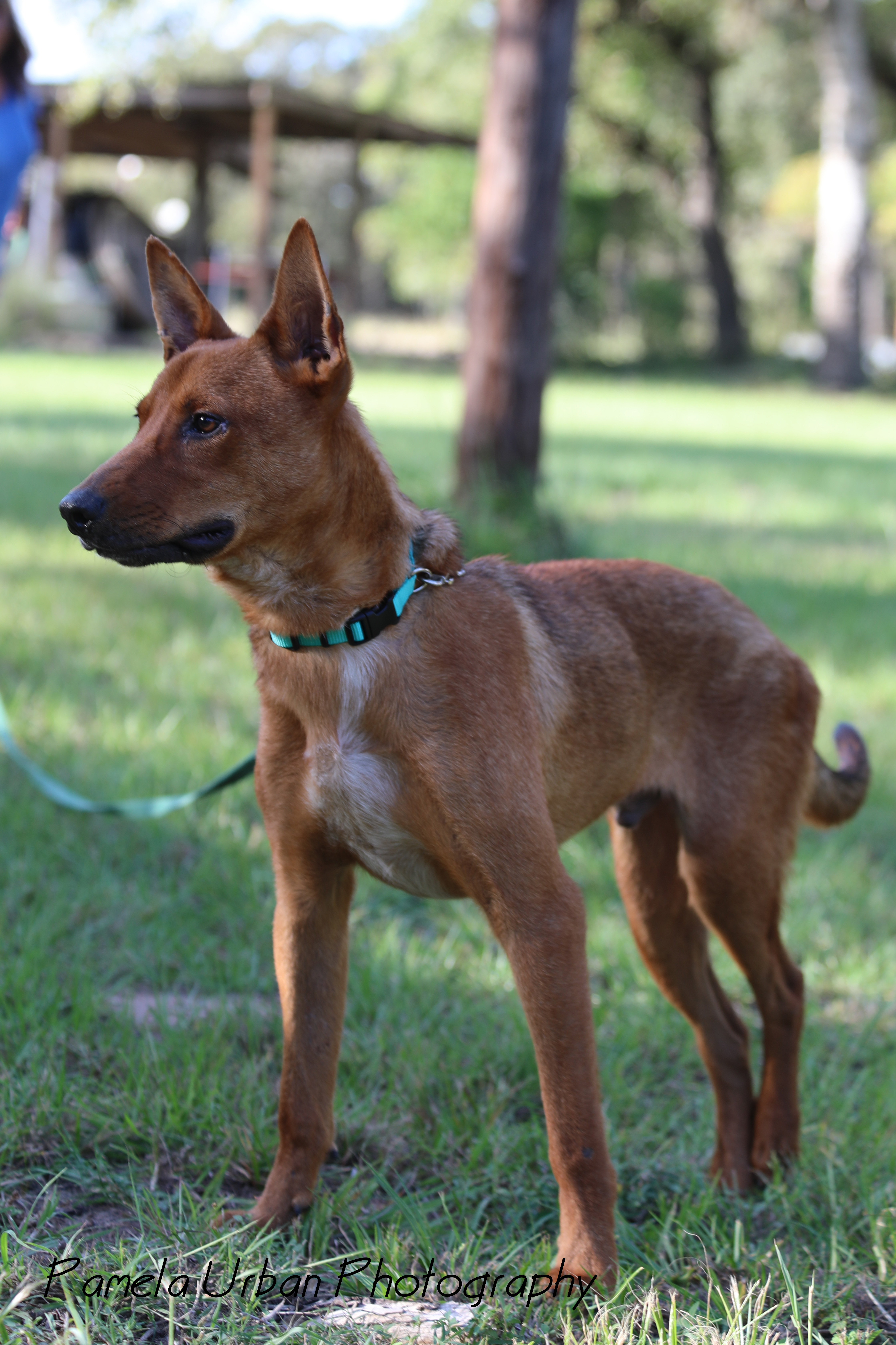 Tuck, a Adoptable mixed breed in Sheridan, TX image 5/12