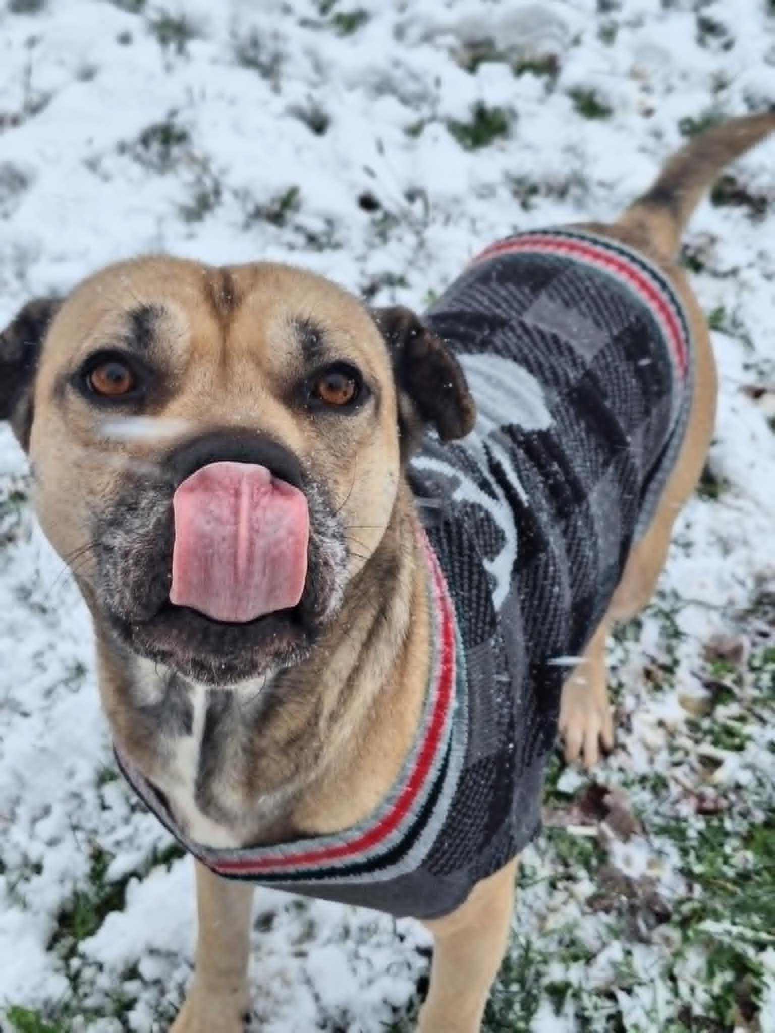 Bella, a Adoptable mixed breed image 4/5