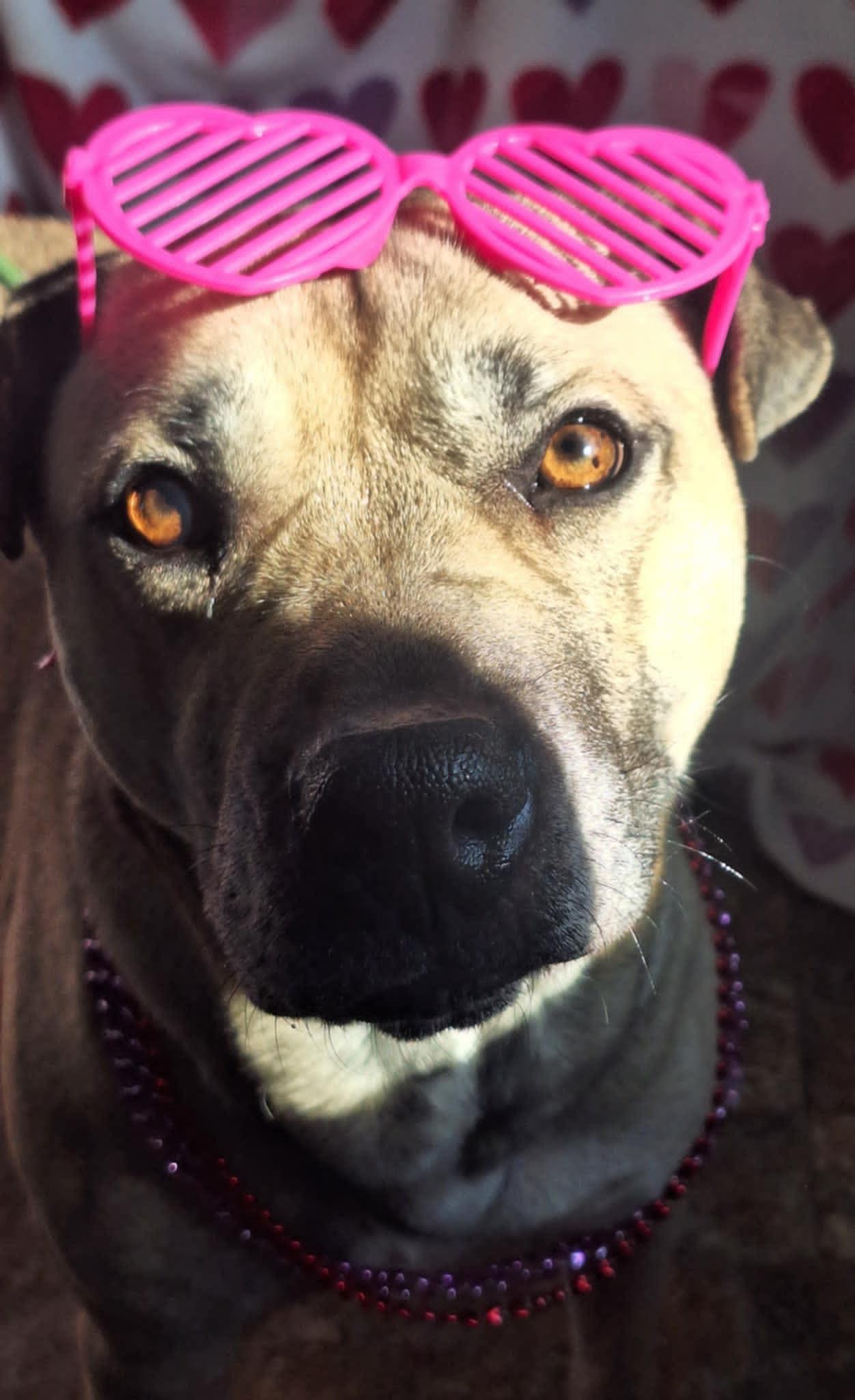 Bella, a Adoptable mixed breed image 1/5