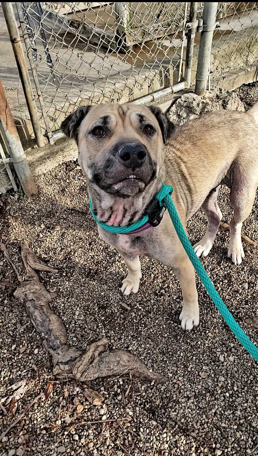 Bella, a Adoptable mixed breed image 5/5