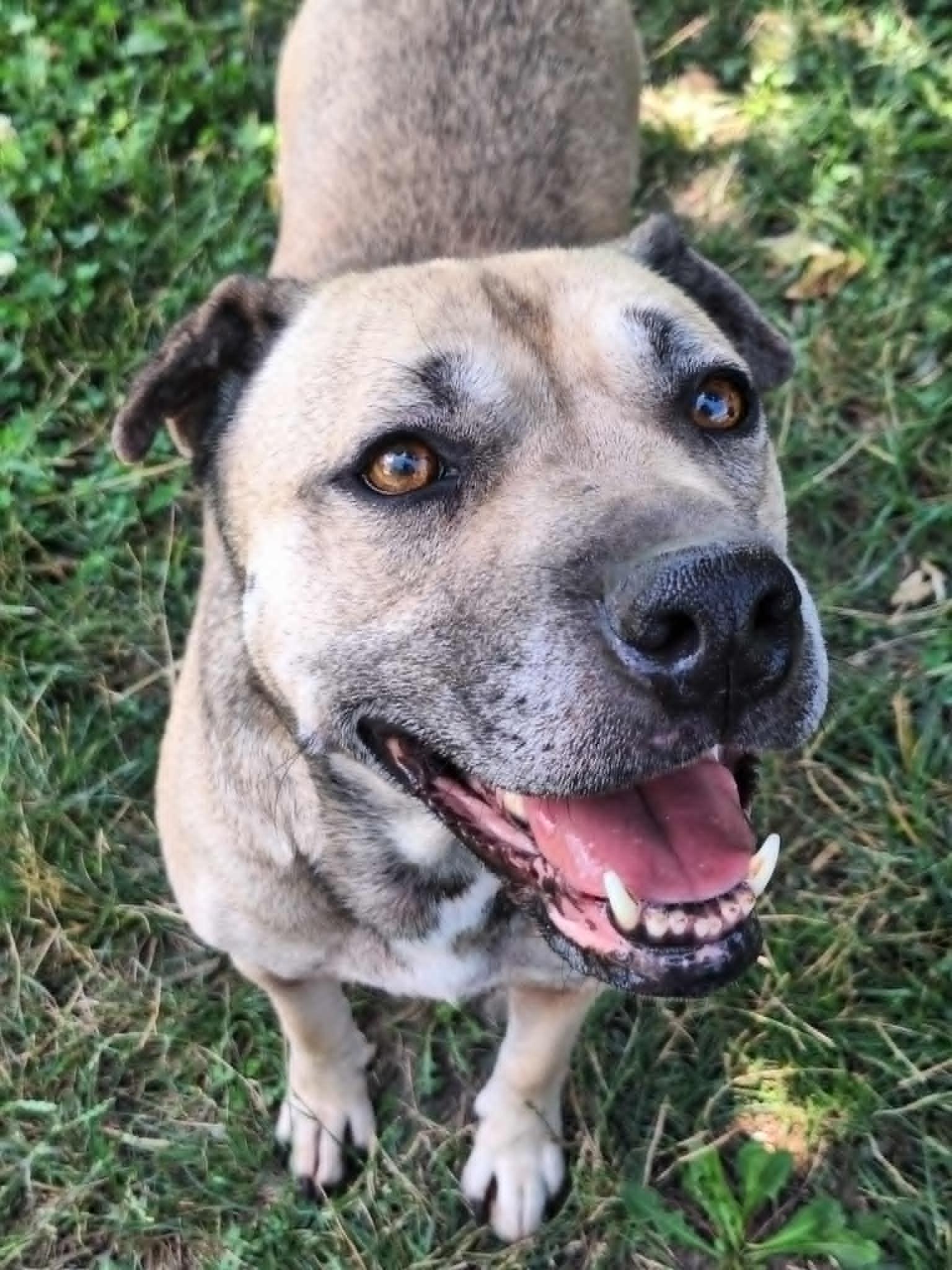 Bella, an adoptable Shar-Pei in Anderson, IN, 46015 | Photo Image 2