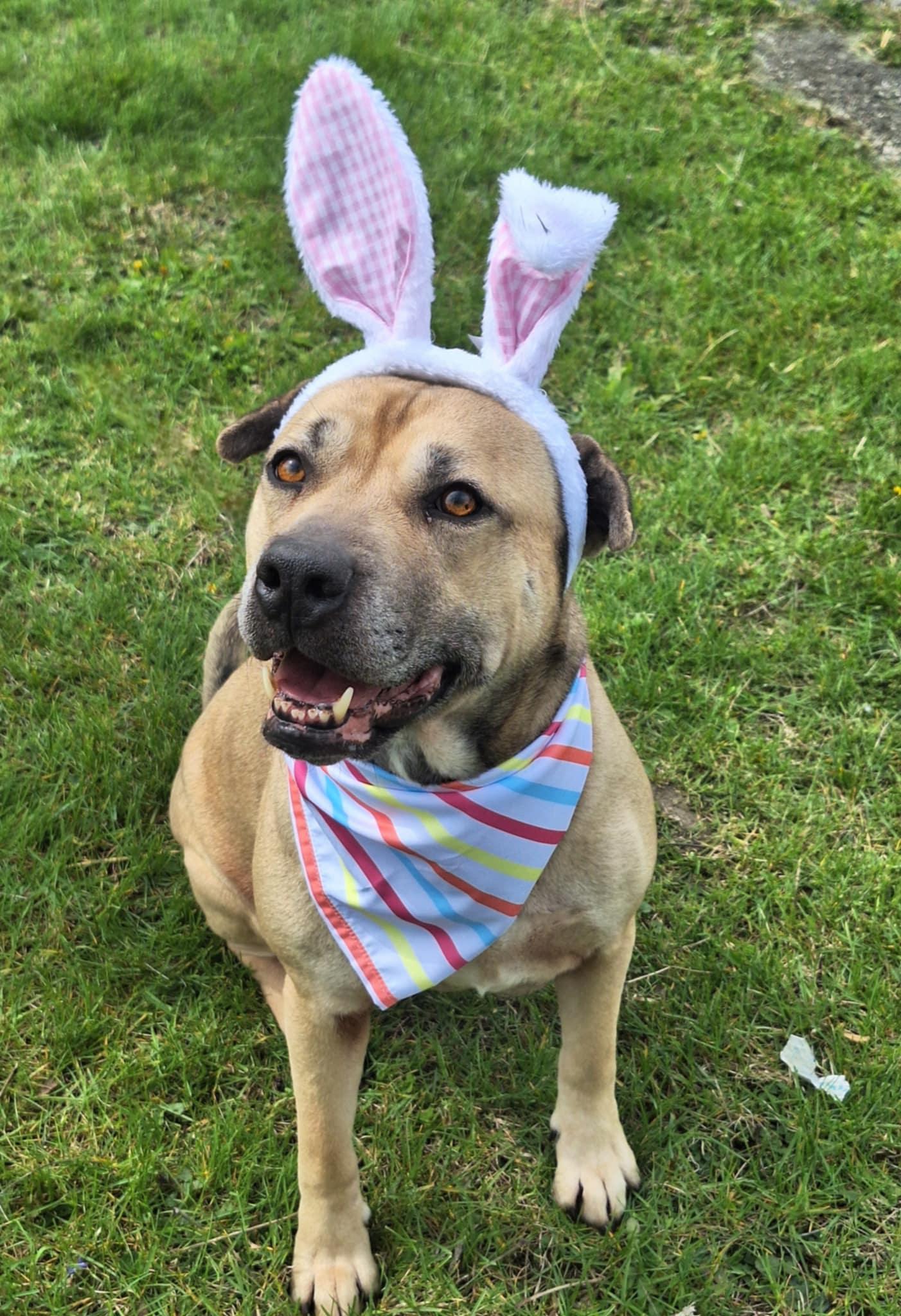 Bella, a Adoptable mixed breed image 3/5