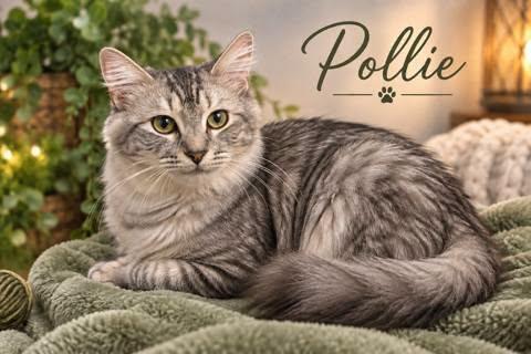 Pollie, Adopted, Young Female Tabby.