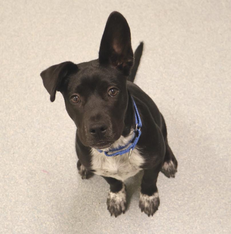 Cinnamon Roll thumbnail 3