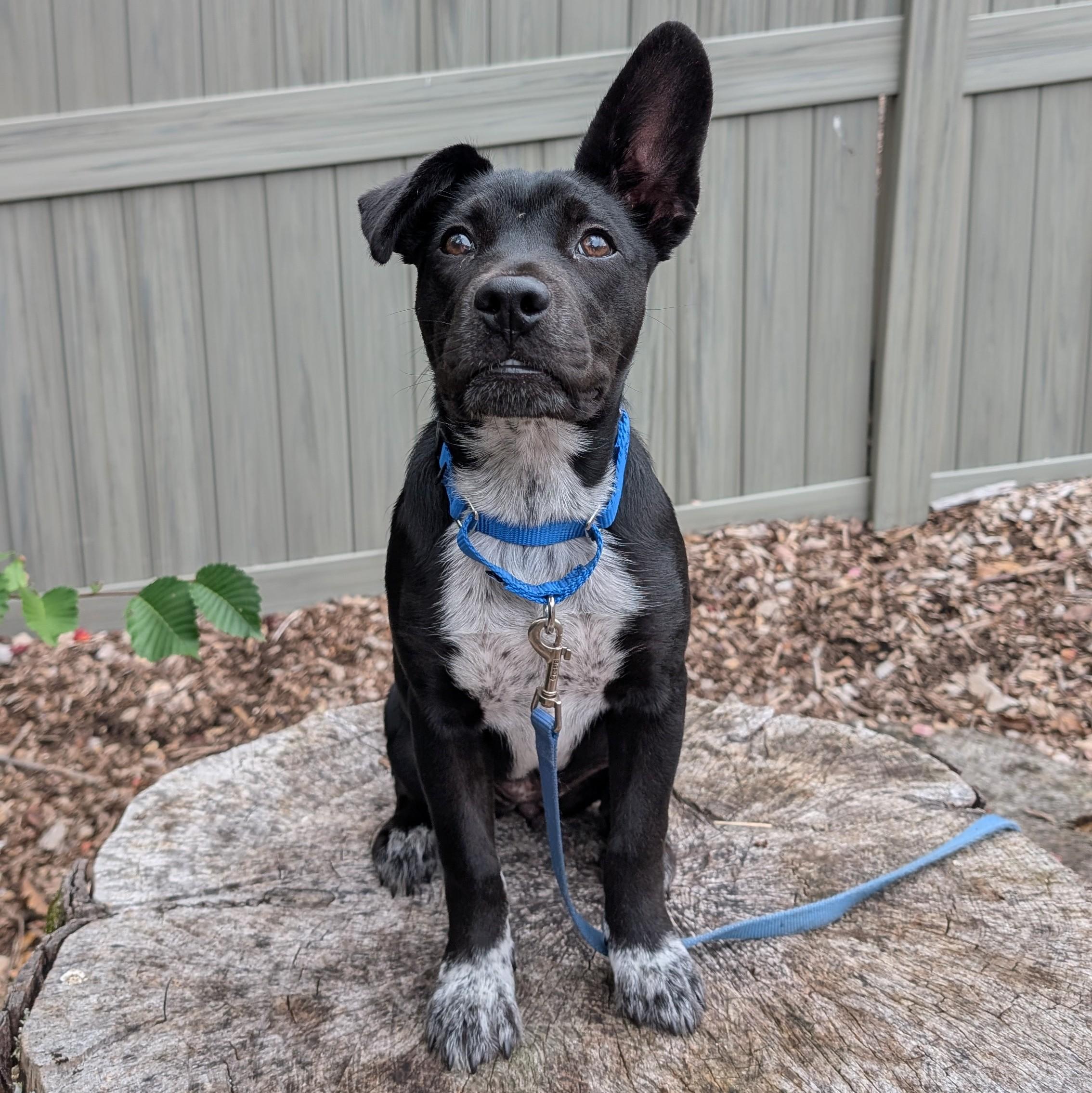 Cinnamon Roll photo 1