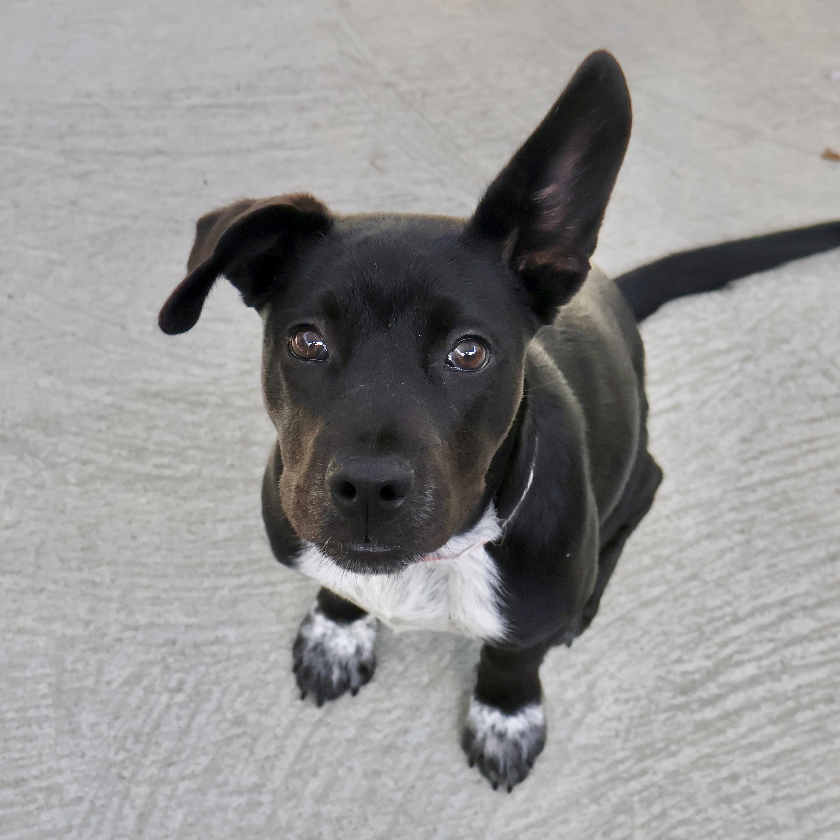 Cinnamon Roll thumbnail 2