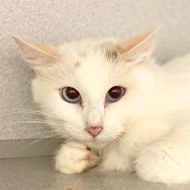 CREME BRULEE, Adoptable, Young Female Domestic Short Hair.