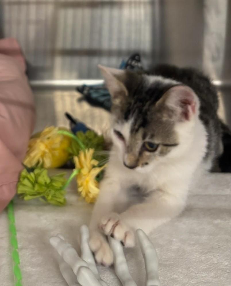 Tobias, an adopted Domestic Short Hair in Port Wentworth, GA image 1/3