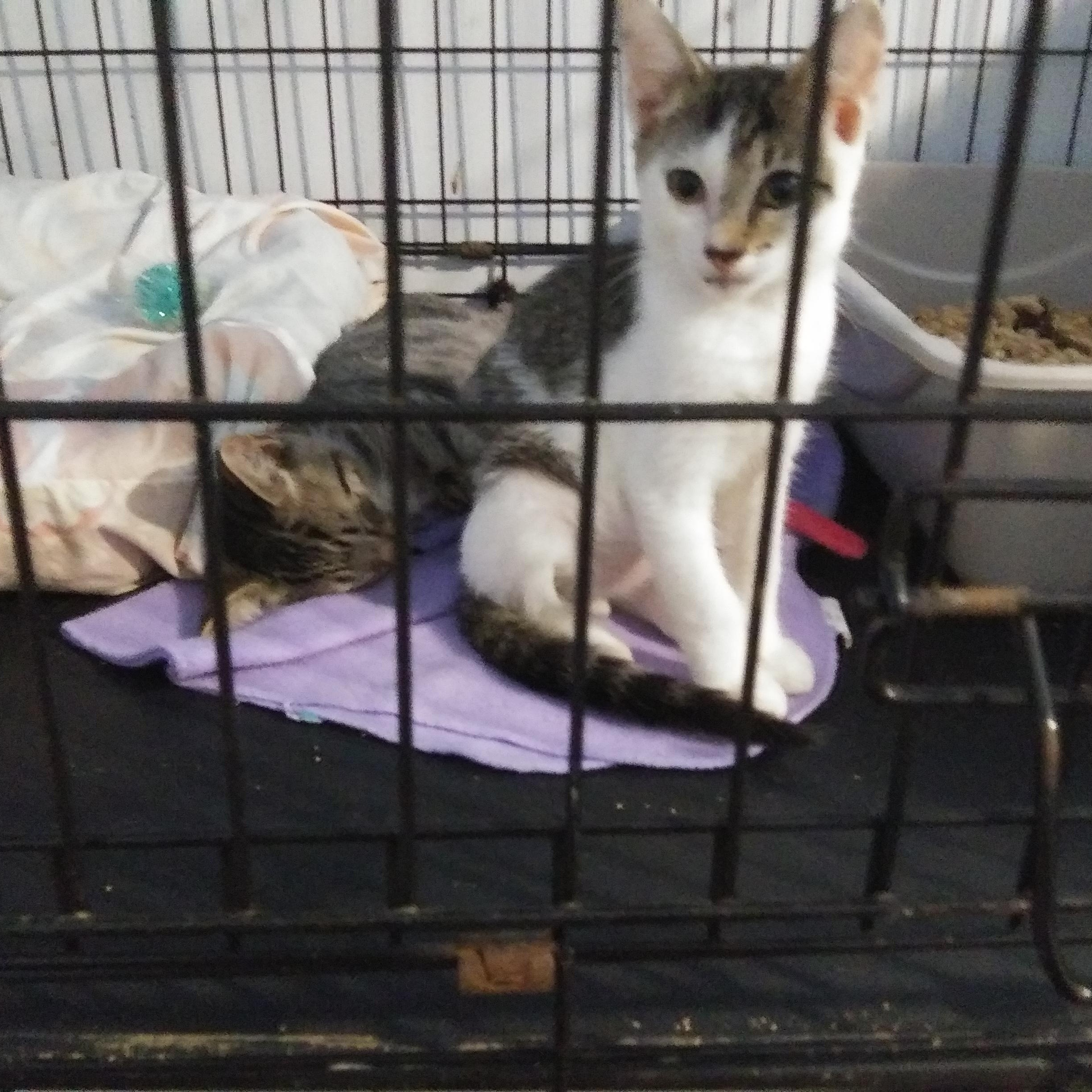 Tobias, an adopted Domestic Short Hair in Port Wentworth, GA image 2/3