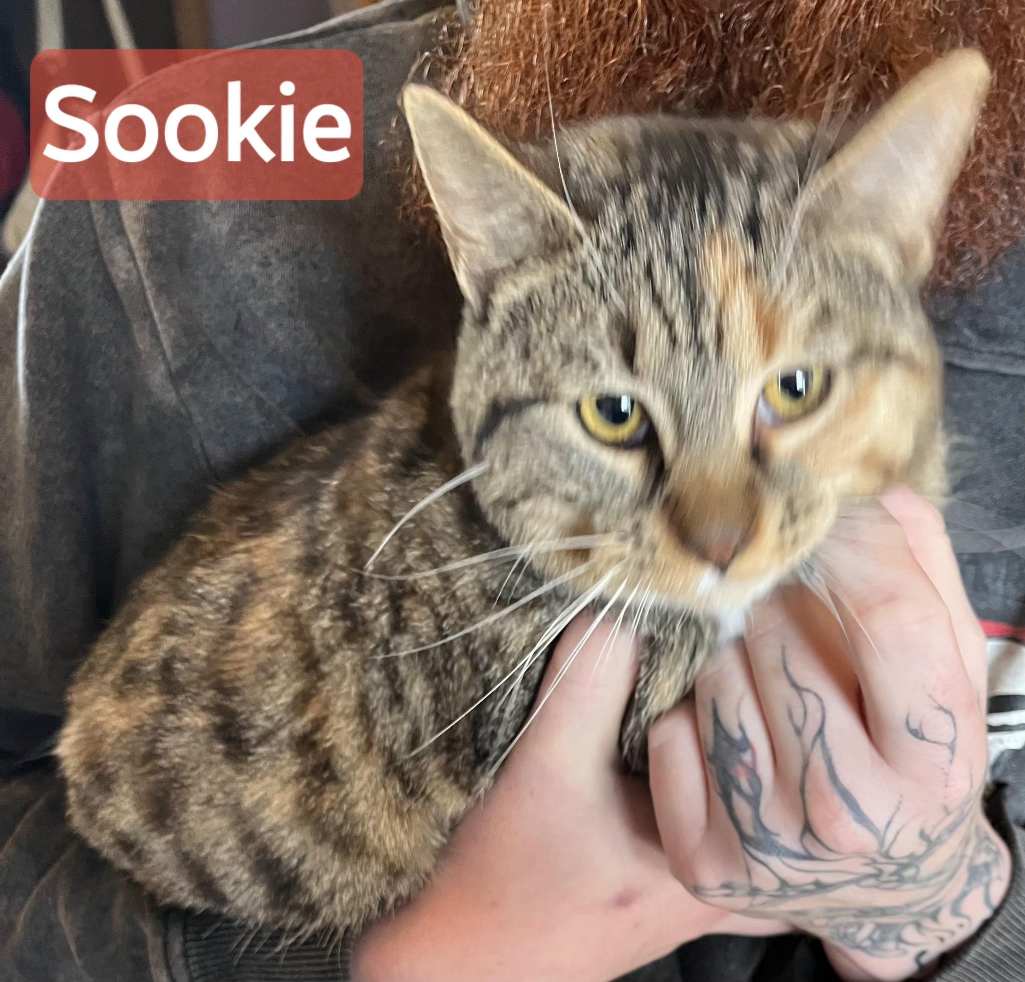 Sookie, adopted, Young Female Domestic Short Hair.