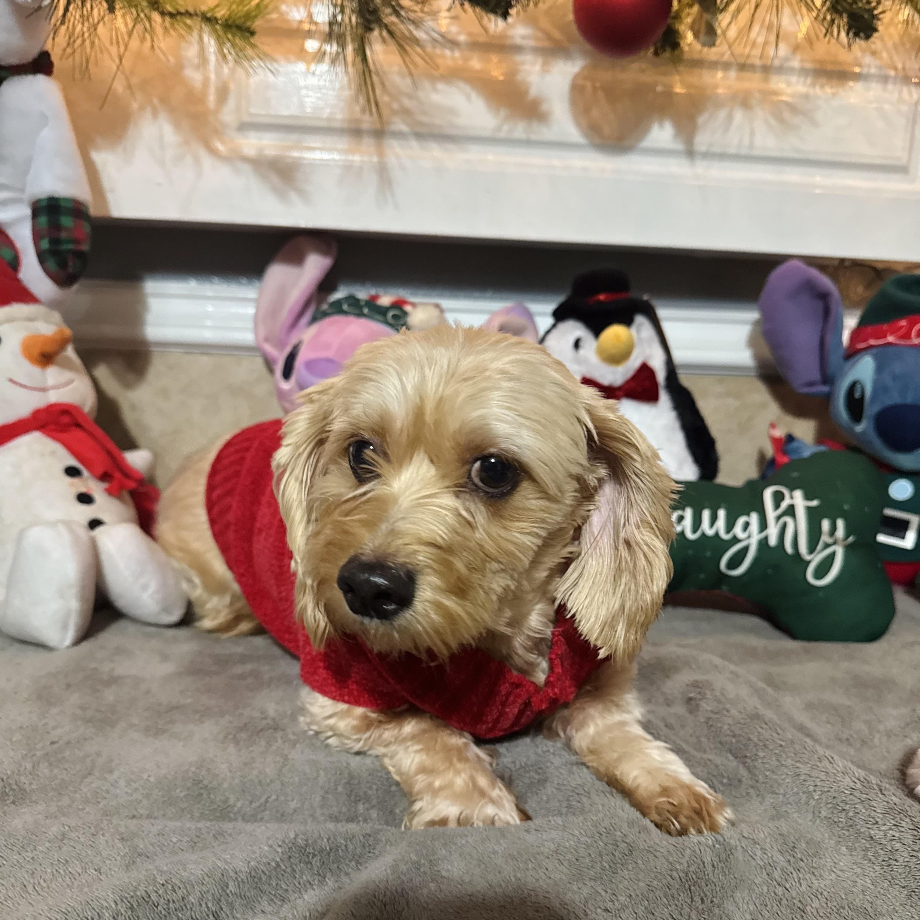 Chanel, an adopted mixed breed in Snohomish, WA image 2/5