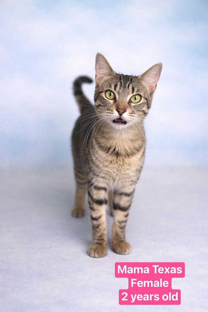 Mama Texas, Adoptable, Adult Female Tabby.