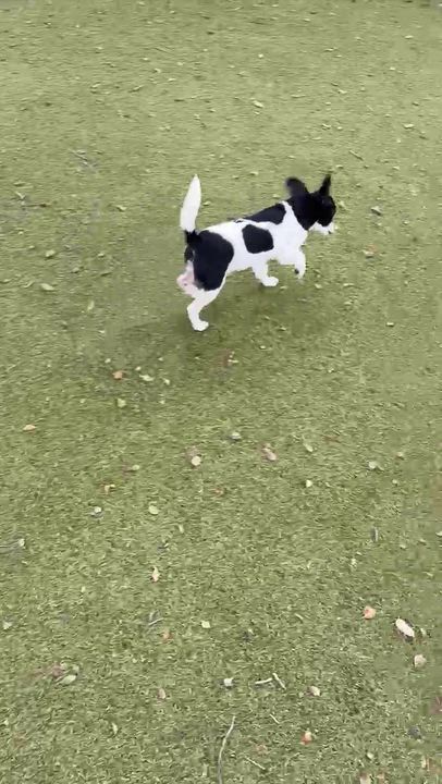 Enlarge Socks, an adopted Mixed Breed in Sterling, KS video 2/2