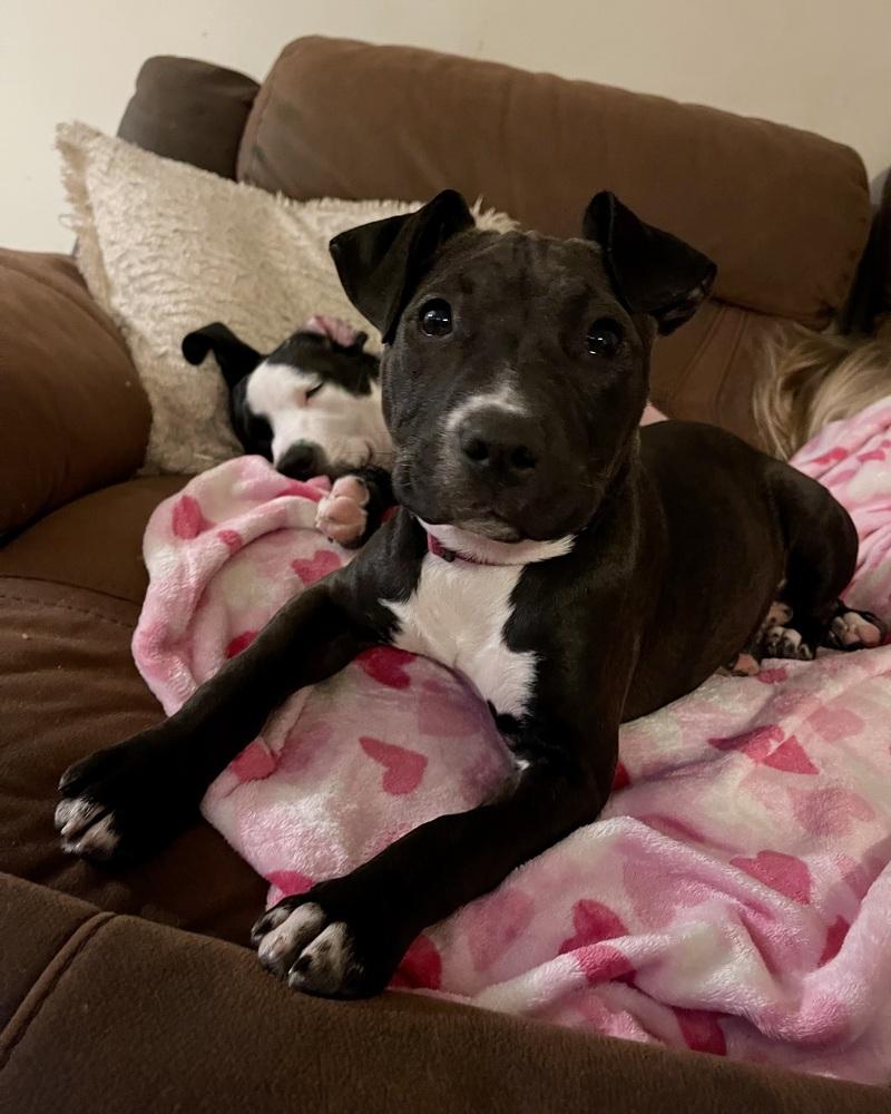 Cricket the Cutie — thumbnail 2