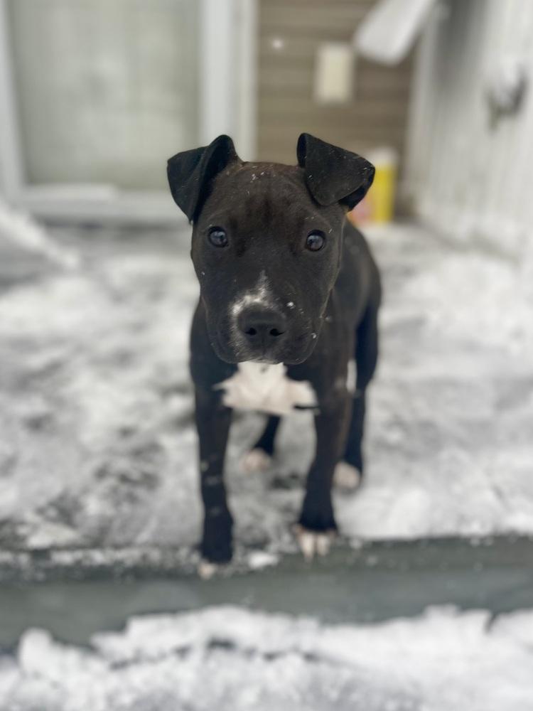 Cricket the Cutie — thumbnail 4