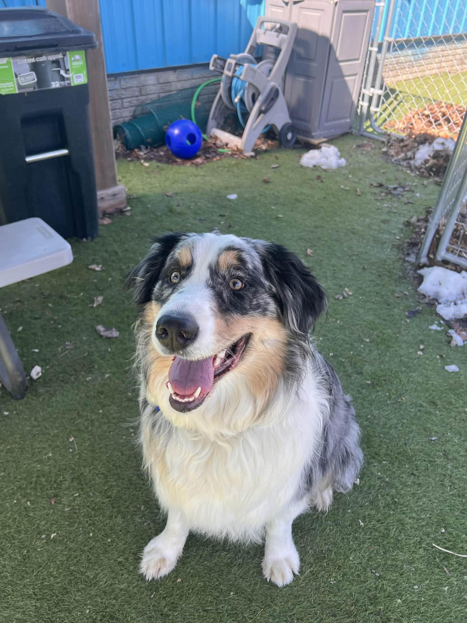Winston, adoptable, Young Male Australian Shepherd.
