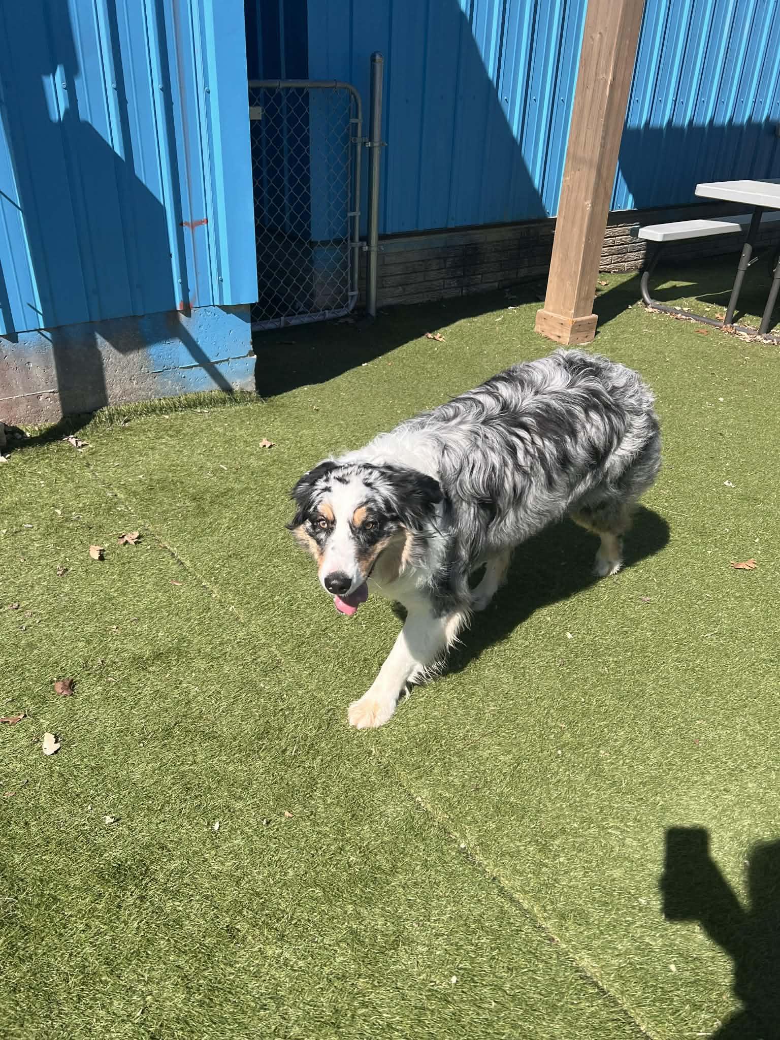 Enlarge Winston, an adoptable Australian Shepherd in Cedar Rapids, IA image 6/6