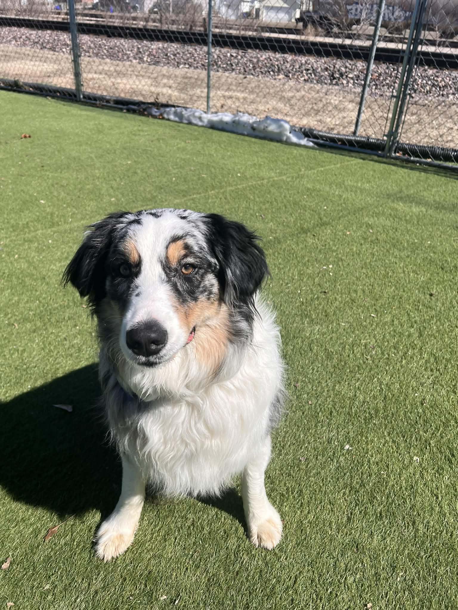Enlarge Winston, an adoptable Australian Shepherd in Cedar Rapids, IA image 2/6