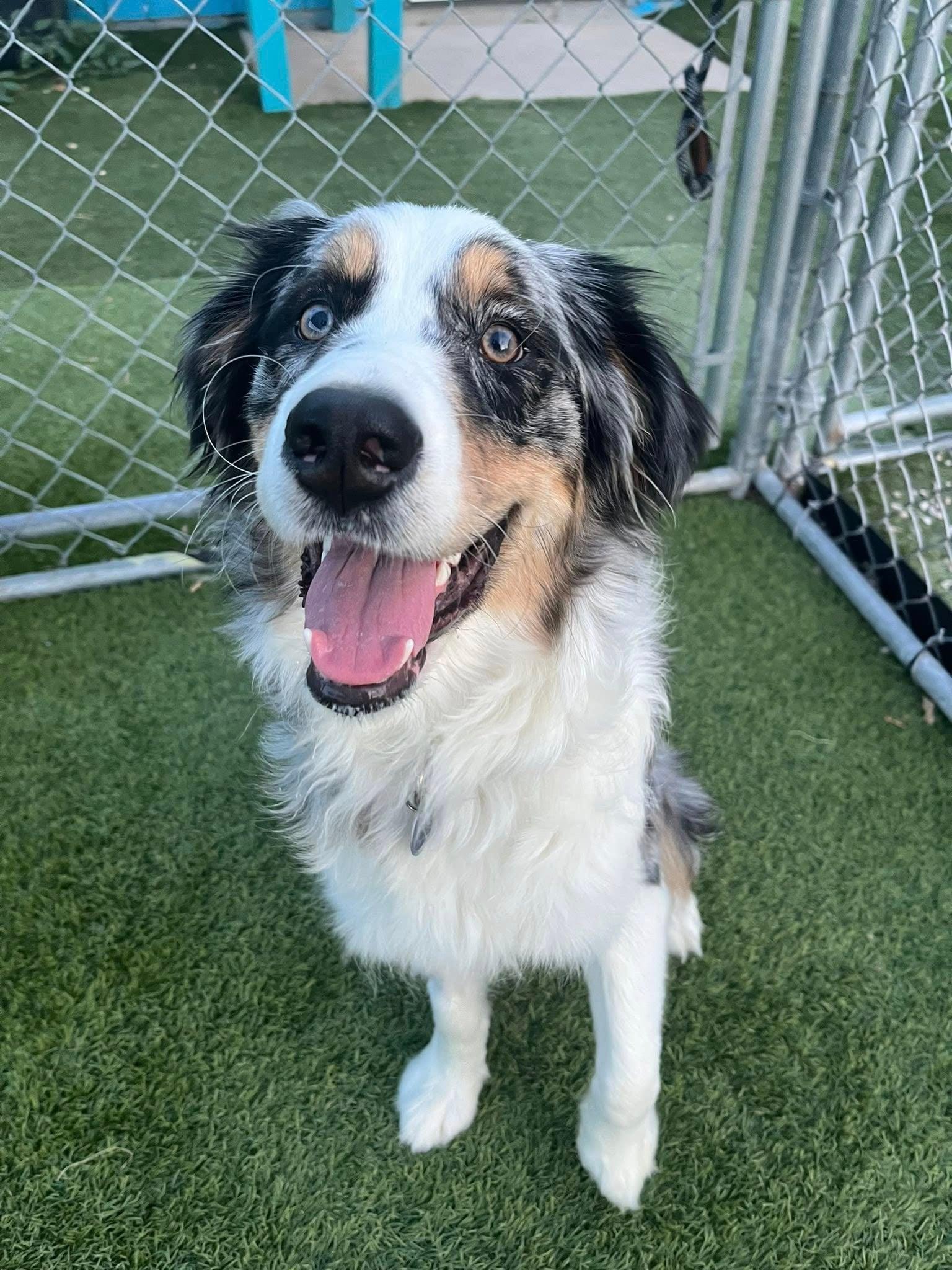 Enlarge Winston, an adoptable Australian Shepherd in Cedar Rapids, IA image 5/6