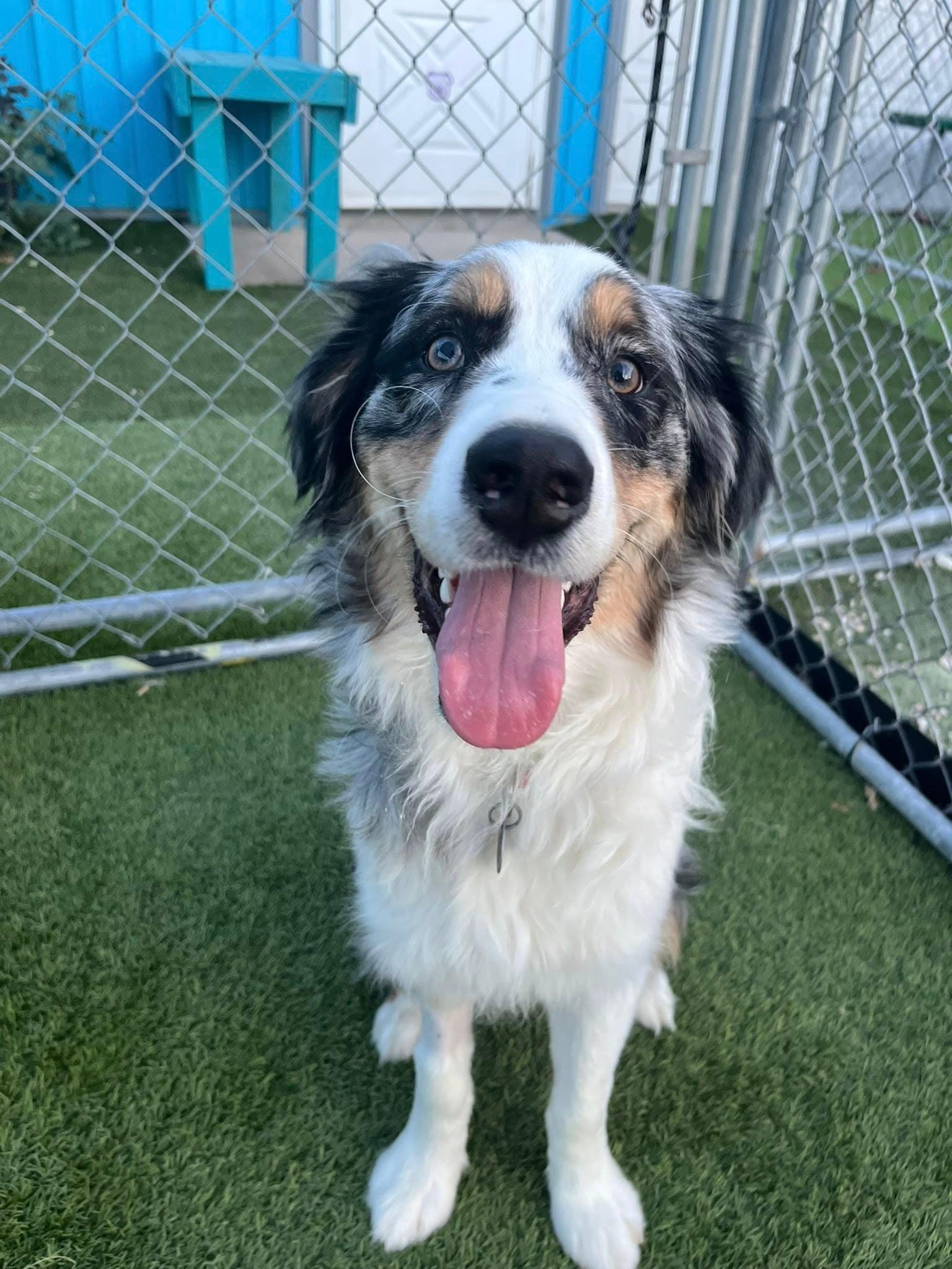 Enlarge Winston, an adoptable Australian Shepherd in Cedar Rapids, IA image 4/6