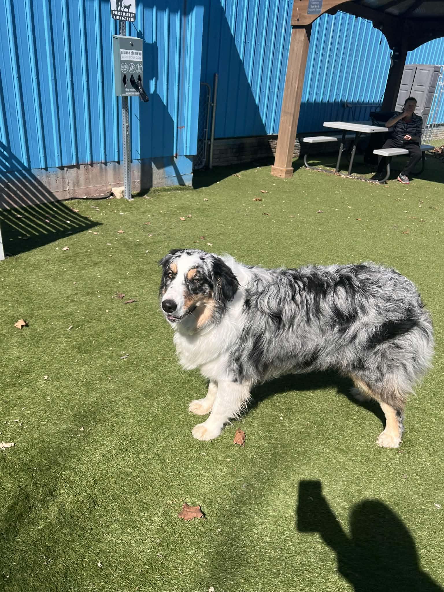 Enlarge Winston, an adoptable Australian Shepherd in Cedar Rapids, IA image 3/6