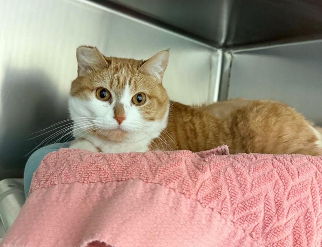 Gabi, Adoptable, Adult Female Domestic Short Hair.