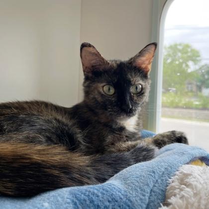 Sophie, Adoptable, Adult Female Domestic Short Hair & Domestic Short Hair.