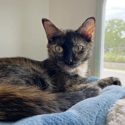Sophie, a Adoptable mixed breed in Wheaton, IL image 2/2