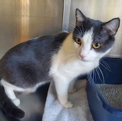 Enlarge Chong AKA WIllie, a Adopted Domestic Short Hair in Canoga Park, CA image 2/2