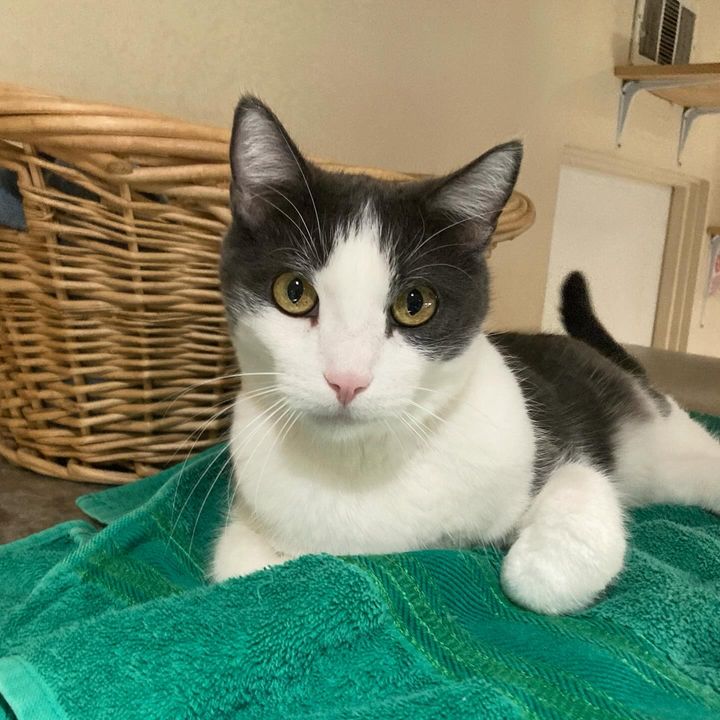 Chong AKA WIllie, Adopted, Senior Male Domestic Short Hair.