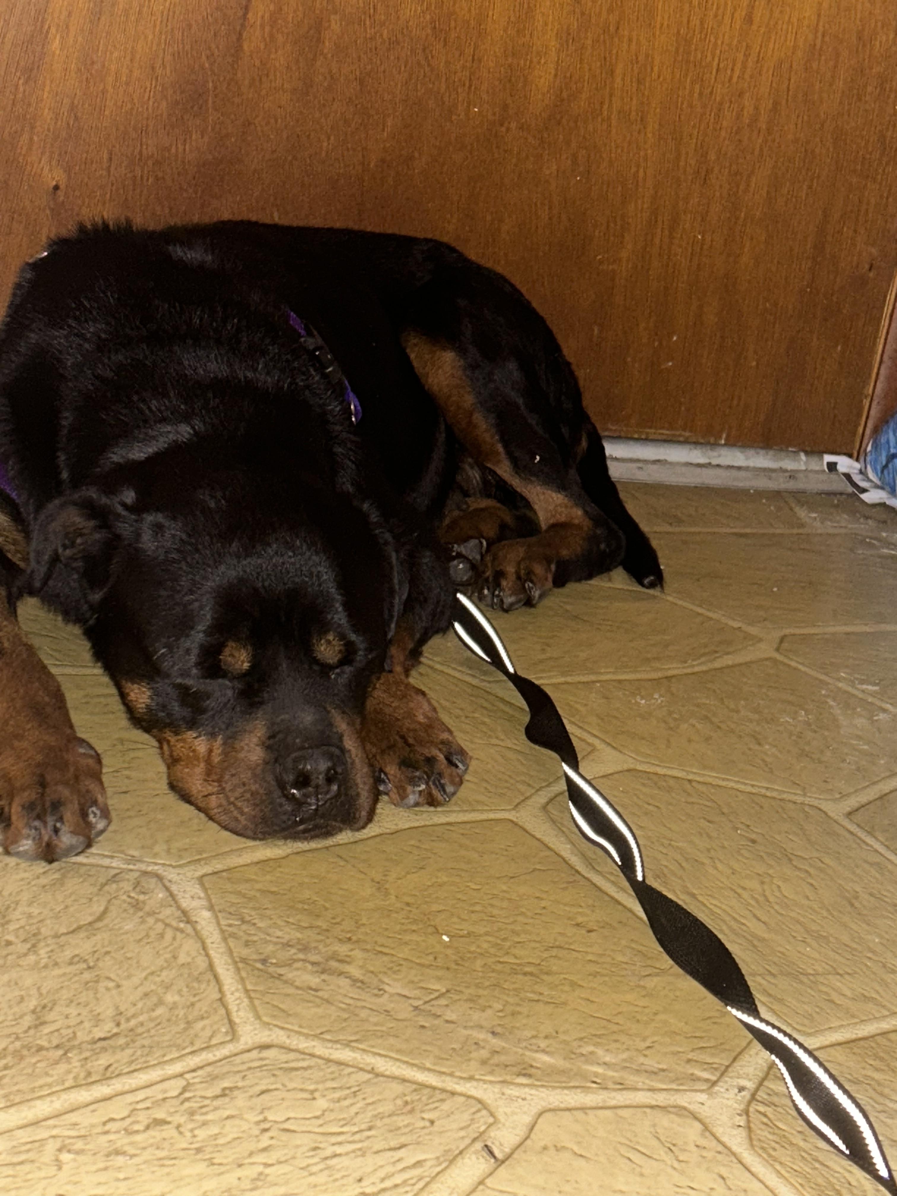 Enlarge Hattie, a ADOPTABLE Rottweiler in Franklin, TN image 2/2