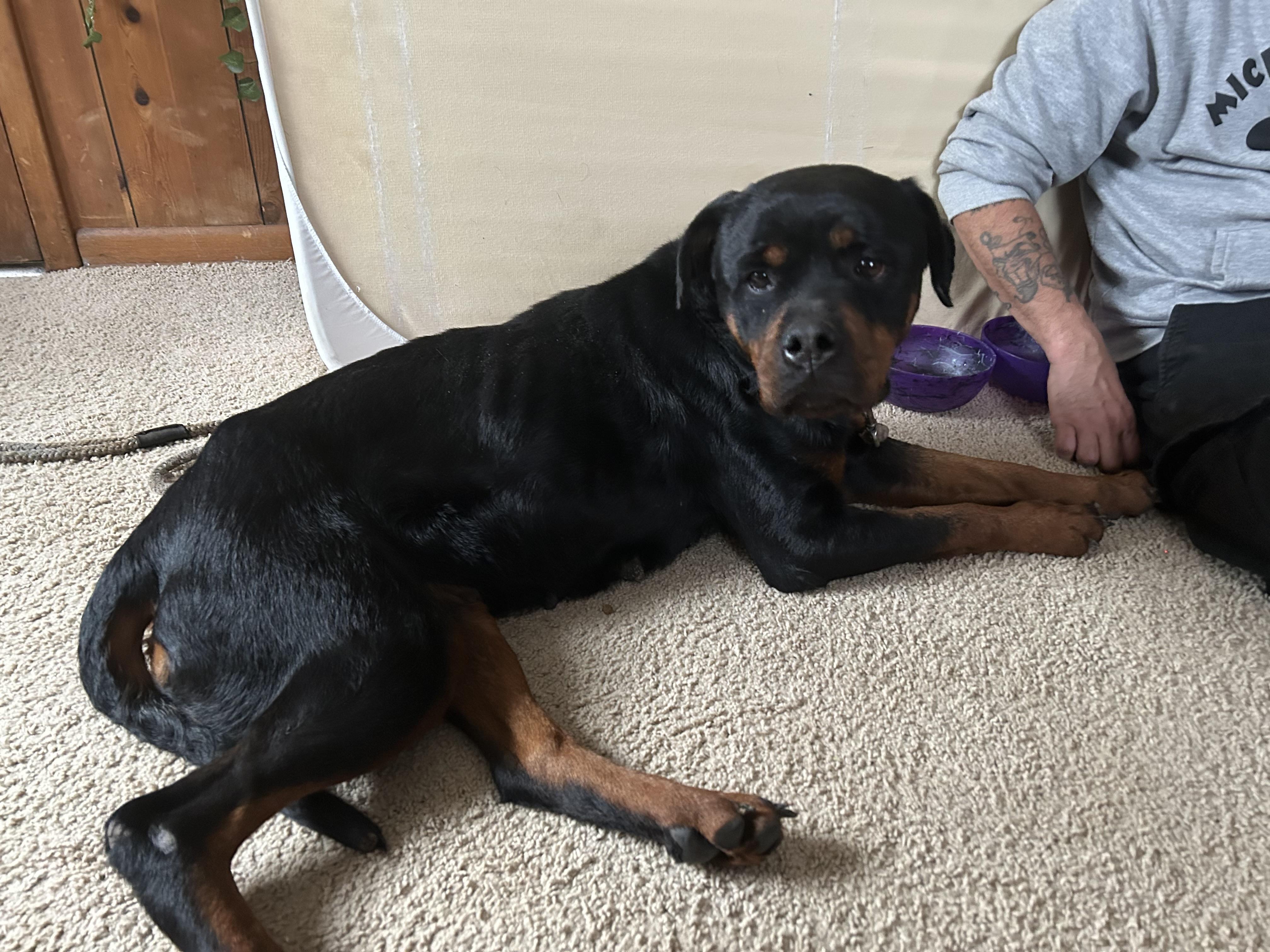 Hattie, ADOPTABLE, Adult Female Rottweiler.
