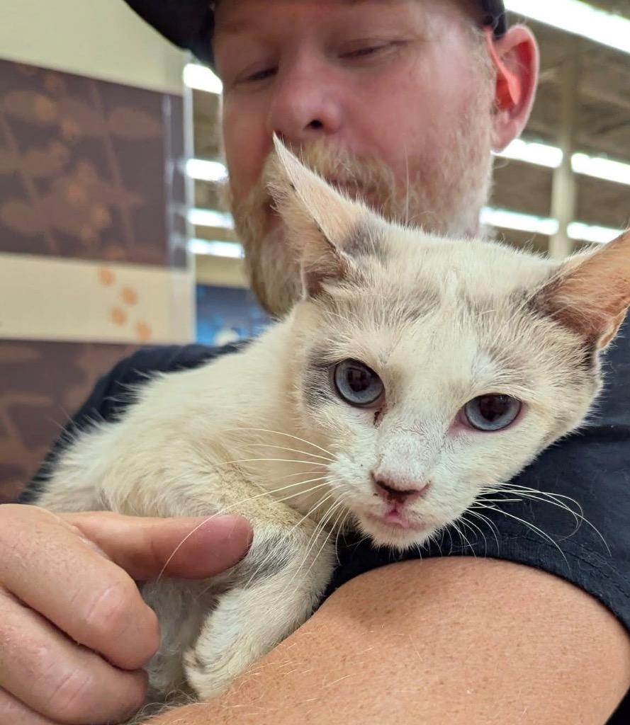 Sandy, Adoptable, Adult Female Domestic Short Hair.